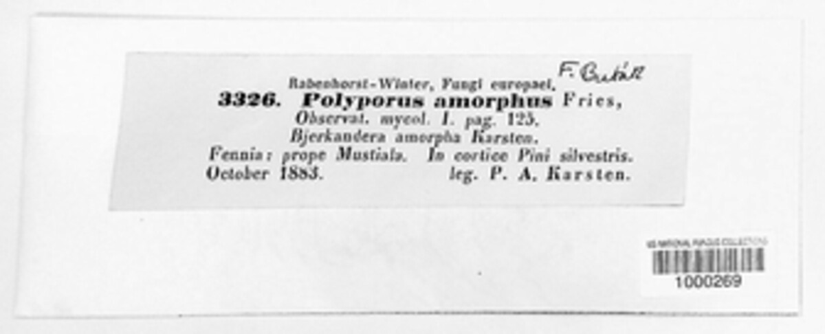 Skeletocutis amorpha image